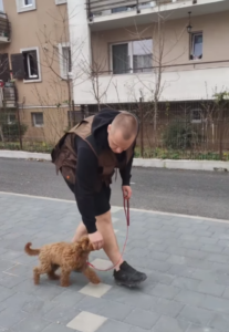 dresaj-canin-cluj-vlad-gorea-pudel-enzo