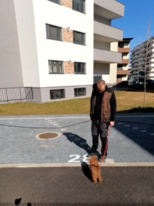 dresaj-canin-cluj-vlad-gorea-pudel-enzo-focus
