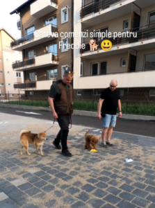 dresaj-canin-cluj-vlad-gorea-shiba