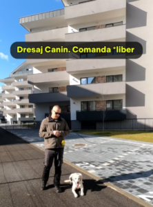 dresaj-canin-cluj-vlad-labrador-marty-comanda-liber